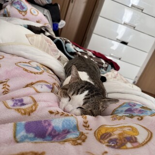 保護猫　2026年２月１４日　去勢手術済みです。