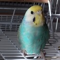 インコさんを数羽飼われている里親様を募集します。