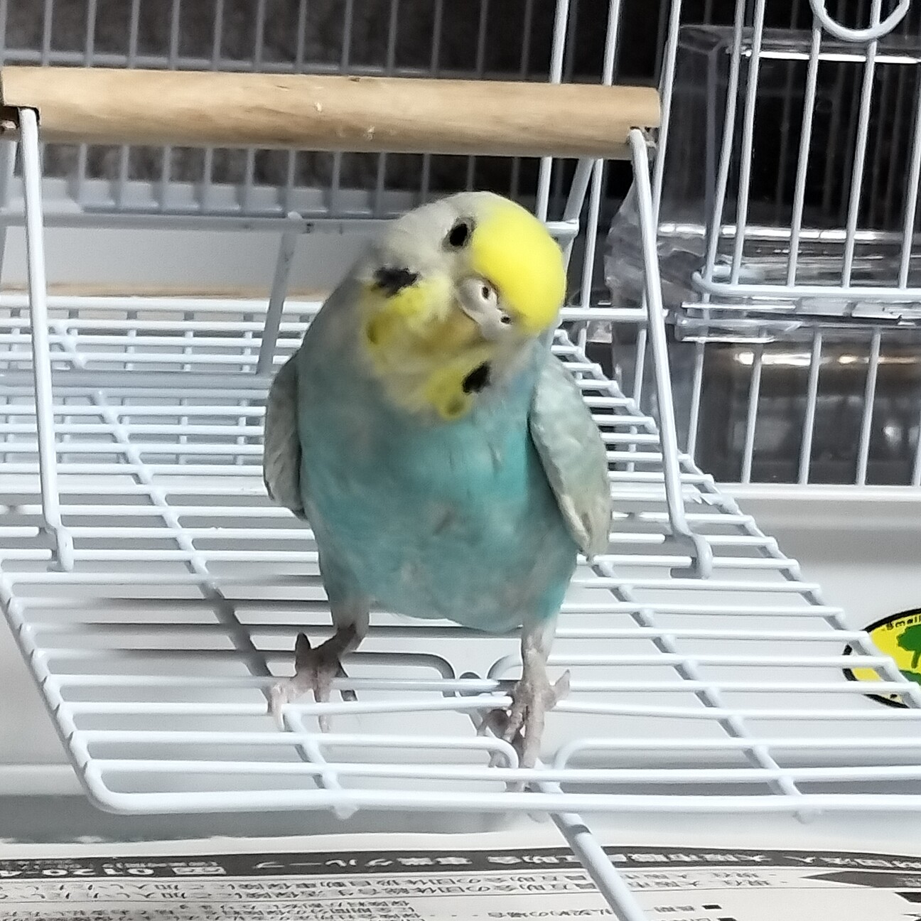 インコさんを数羽飼われている里親様を募集します。 サムネイル2