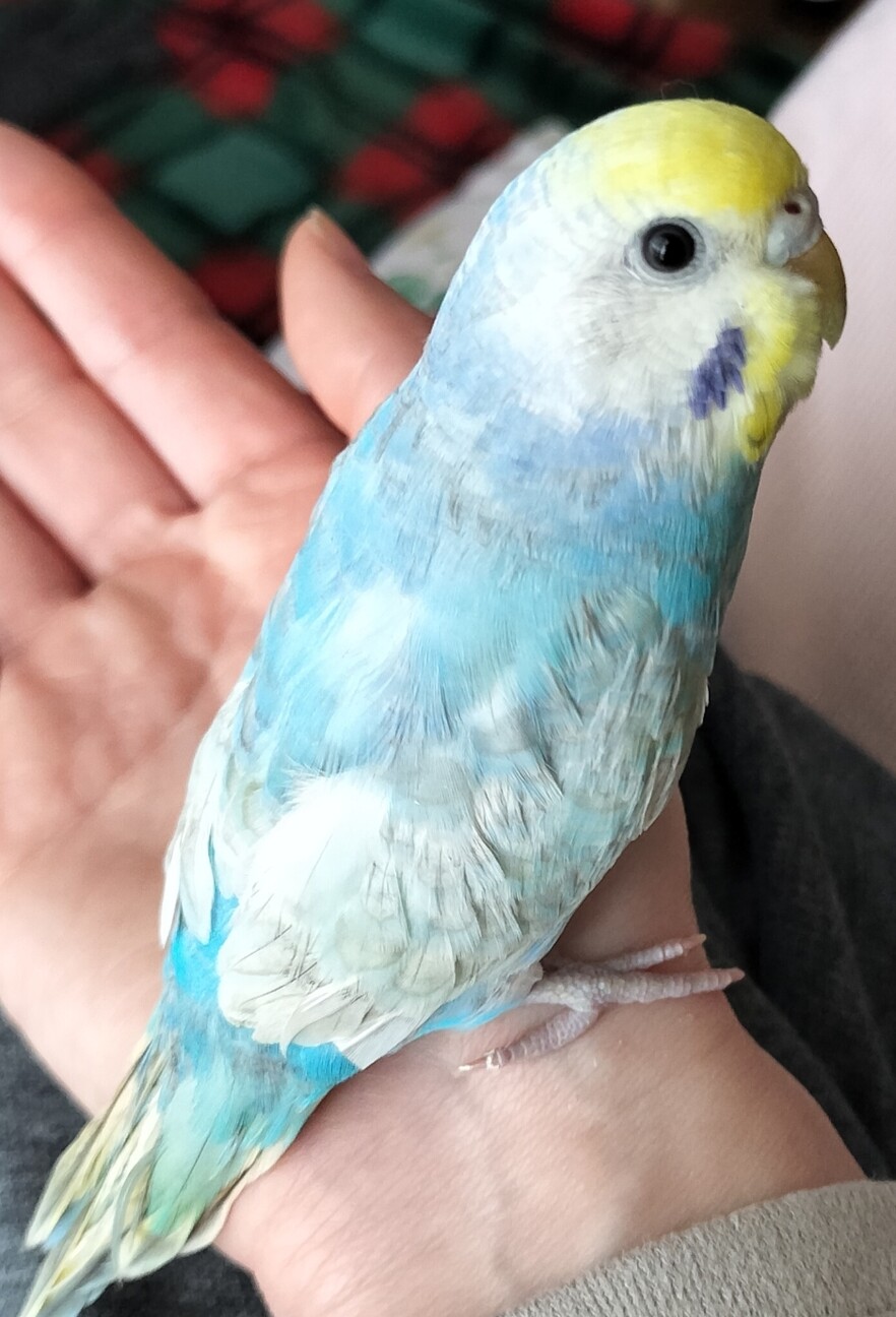 インコさんを数羽飼われている里親様を募集します。 サムネイル3
