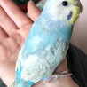 インコさんを数羽飼われている里親様を募集します。 サムネイル3