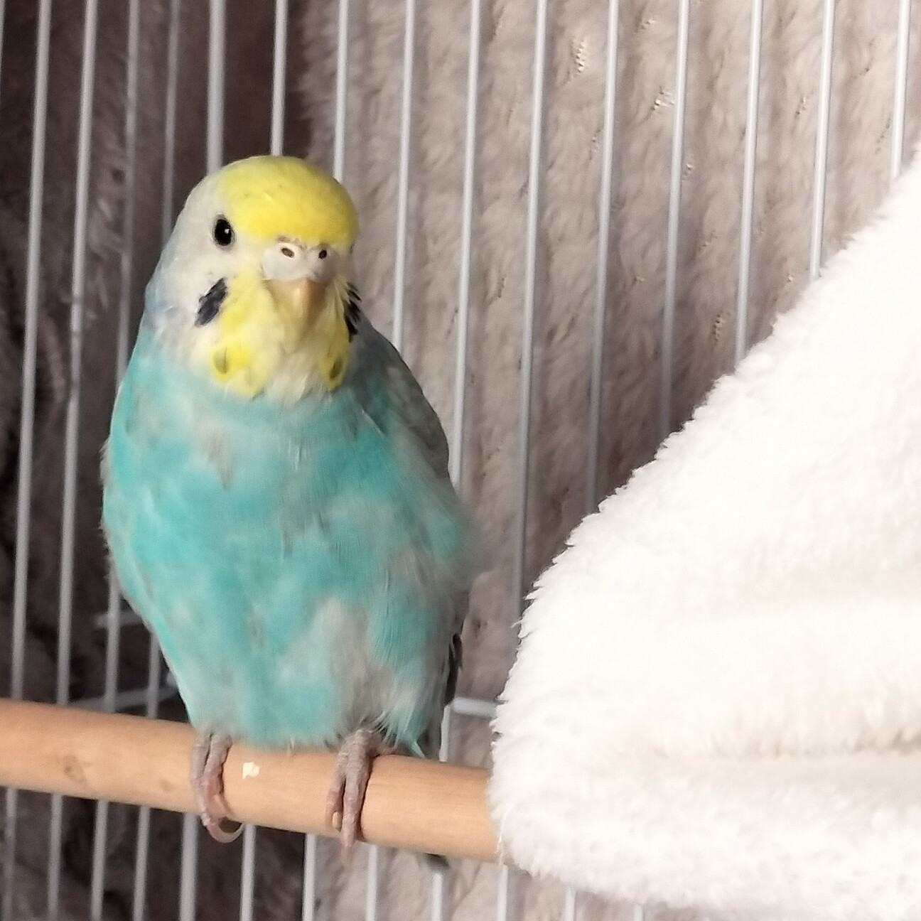 インコさんを数羽飼われている里親様を募集します。 サムネイル4