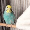 インコさんを数羽飼われている里親様を募集します。 サムネイル4