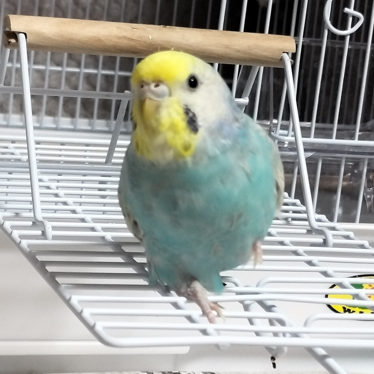 インコさんを数羽飼われている里親様を募集します。 サムネイル5