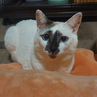 2/23高田馬場★めおとちゃん★進化中乙女