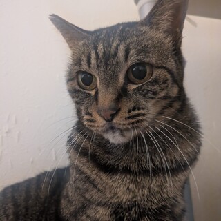 3/8高田馬場★桃ちゃん★人間の帰宅を心待ち