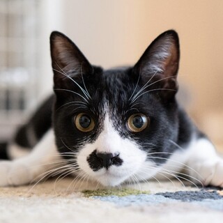 3/8高田馬場★つぶあんくんちょび髭ダンディ