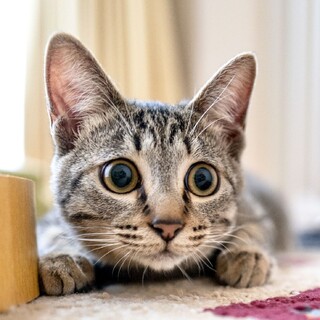 3/8高田馬場★らいむぎくん★おしゃべり男子