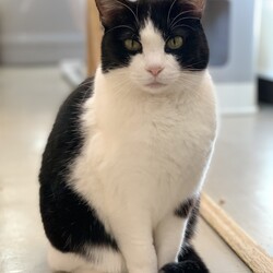 【千葉県船橋市】和風猫本舗☆保護猫の譲渡会