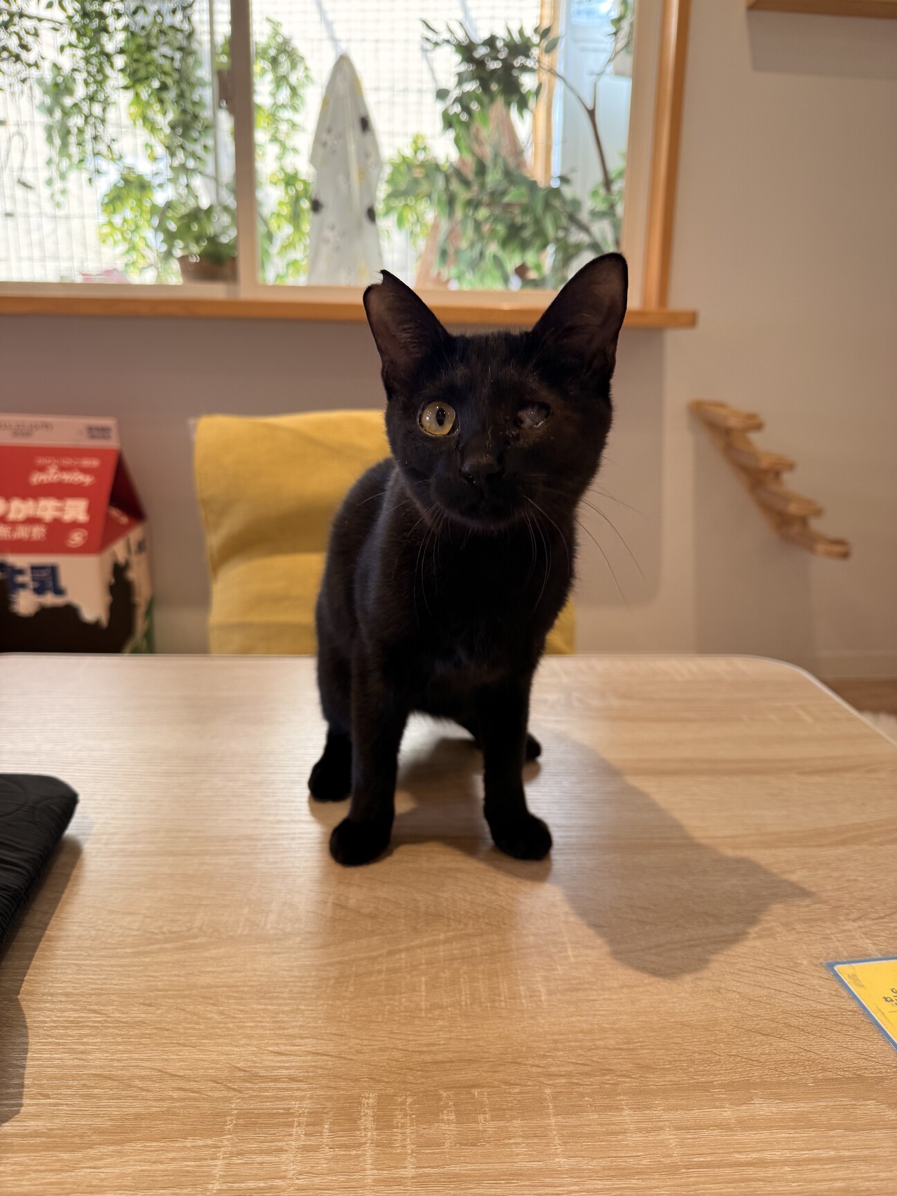 黒猫　まさくん　とにかく甘えたい男の子 サムネイル1