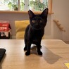 黒猫　まさくん　とにかく甘えたい男の子 サムネイル1