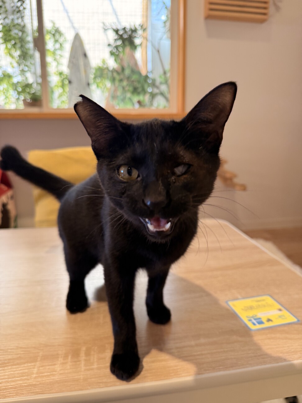 黒猫　まさくん　とにかく甘えたい男の子 サムネイル2