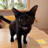 黒猫　まさくん　とにかく甘えたい男の子 サムネイル2