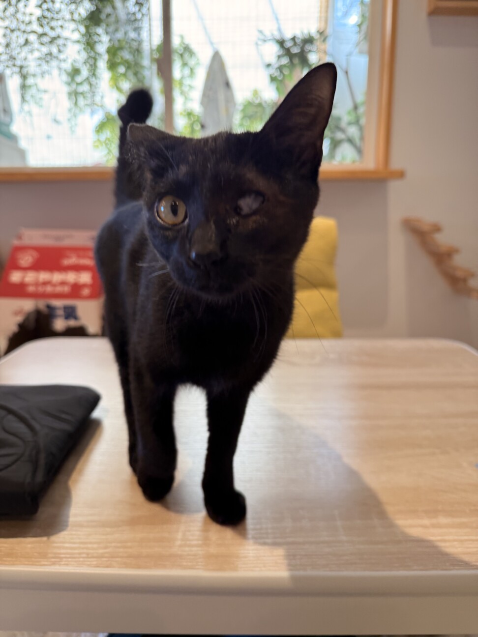 黒猫　まさくん　とにかく甘えたい男の子 サムネイル3