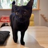 黒猫　まさくん　とにかく甘えたい男の子 サムネイル3