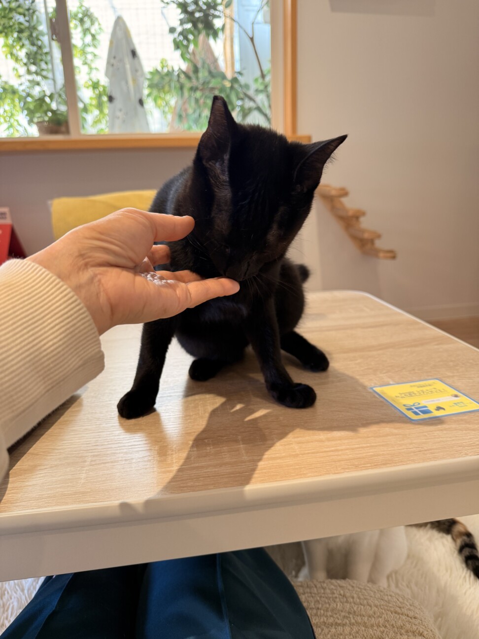 黒猫　まさくん　とにかく甘えたい男の子 サムネイル4