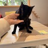 黒猫　まさくん　とにかく甘えたい男の子 サムネイル4