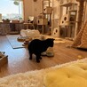 黒猫　まさくん　とにかく甘えたい男の子 サムネイル6