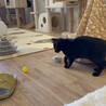 黒猫　まさくん　とにかく甘えたい男の子 サムネイル7