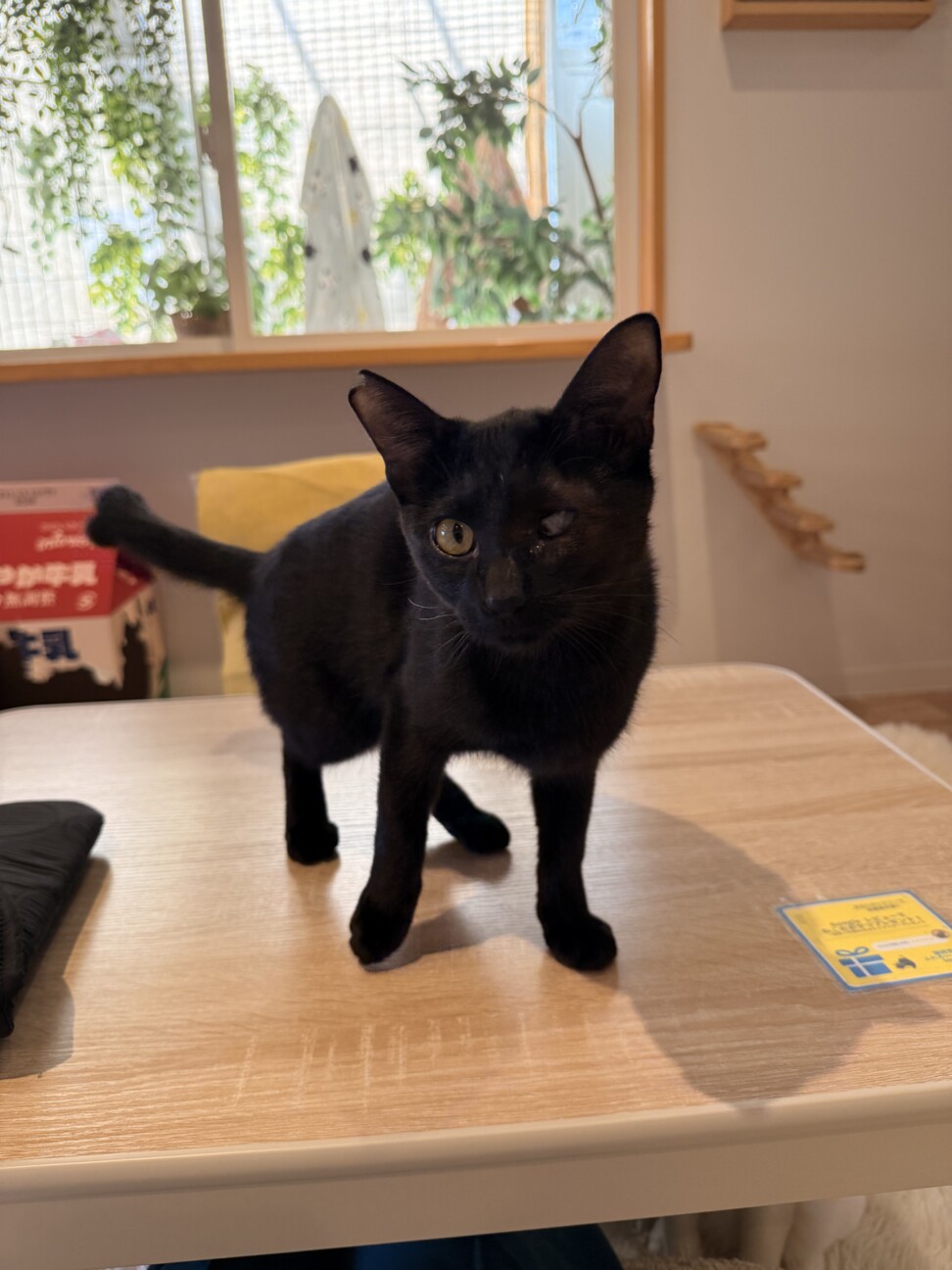 黒猫　まさくん　とにかく甘えたい男の子 サムネイル5