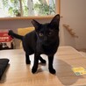 黒猫　まさくん　とにかく甘えたい男の子 サムネイル5