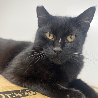 推定1才　とても懐っこいです。