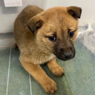 ※優先期間内にお迎え下さい　2月24日迄