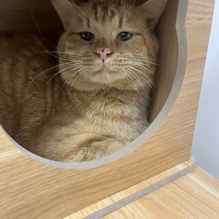 茶トラぽっちゃりさん