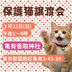 保護猫譲渡会＠亀有
