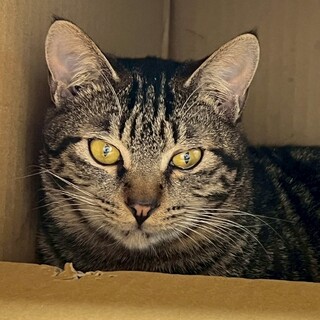 キジ　おやつ大好き　5ヶ月