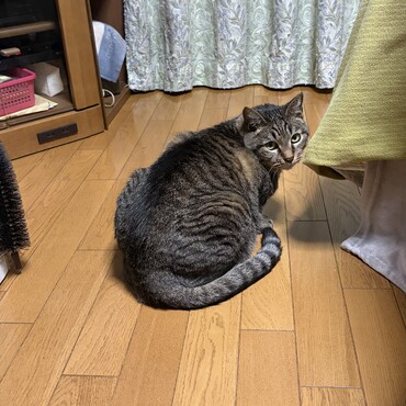 いいんだーつゆ吉くん！あれはモモのだ(^^)でもね…寝床にゲロされたら許さないけどψ(｀∇´)ψ