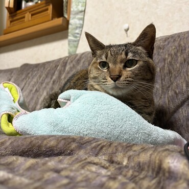 だってテンは私を守ってくれないから！いつもヒョウにいじめられてるのにW('0')W