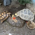 ケヅメリクガメ　6歳