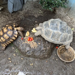 ケヅメリクガメ　6歳
