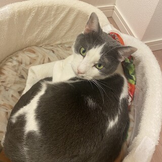 なでなでされることが大好きなハチワレくん