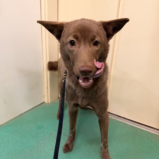 生後10ヶ月　チョコ色のとてもキレイで可愛い女のコ