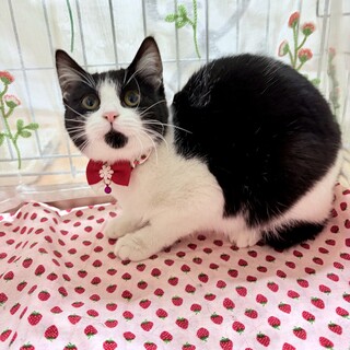 �������n�`����̔��L��u�|�b�|�����v