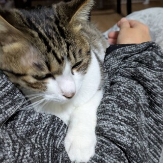 お膝抱っこ大好きな甘えん坊♡ジャッカル