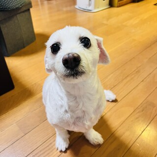 ビションフリーゼ！12歳男の子⭐︎