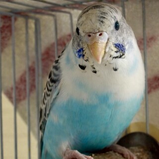 【引き続き募集中】セキセイインコ