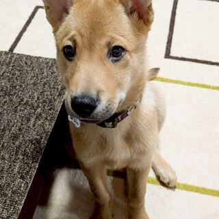 人も犬も大好き！海（かい）君♂