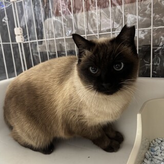 シャム風　推定5歳　女の子　カドック