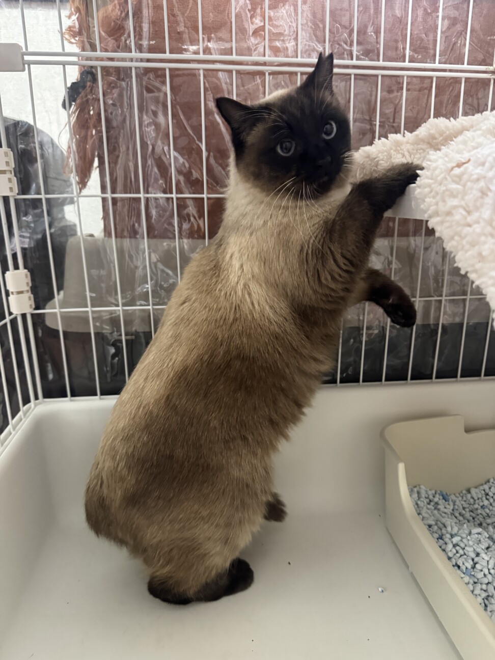 シャム風　推定5歳　女の子　カドック サムネイル2