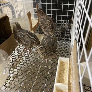 並ウズラ3羽（メス2、オス1）