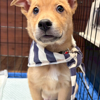 末っ子気質の空（そら）君♂