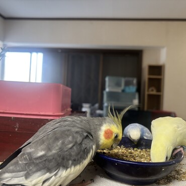 我が家の可愛すぎる家族です