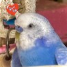 ラピおじさん