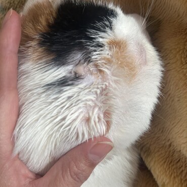 皮膚肥満細胞腫の跡です。年齢的に治療は難しく、ステロイドの塗布を続けています。