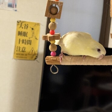 可愛すぎるさざなみさんです。およぽっぽさんから譲り受けました。感謝です。