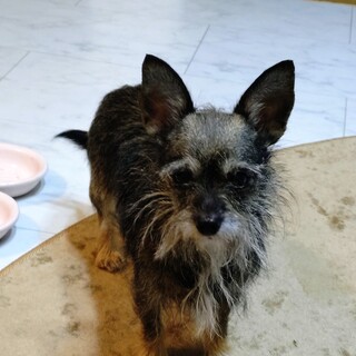 シュナウザーとチワワMIX